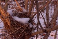 Nest mit Schnee
